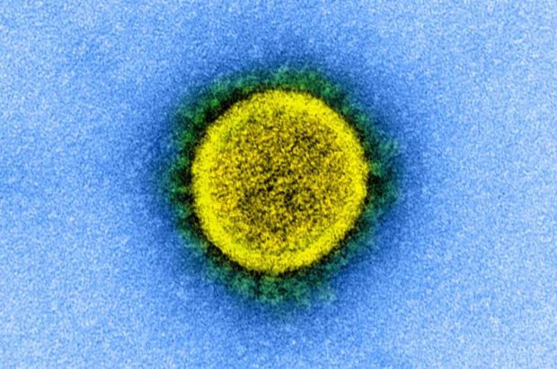 "Гибридный иммунитет" обеспечивает наилучшую защиту от COVID-19, исследование